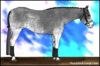Horse Color:White Spotted Blue Roan 