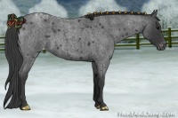 Horse Color:Blue Roan Appaloosa