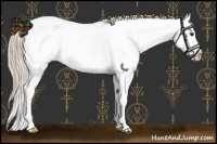 Horse Color:Palomino Appaloosa 