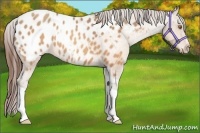 Horse Color:Sable Champagne Sabino Tobiano Appaloosa  and Sable Champagne Sabino Tobiano Appaloosa 