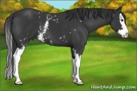 Horse Color:White Spotted Black Splash