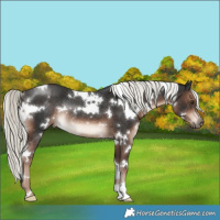 Horse Color:White Spotted Liver Chestnut Mushroom Rabicano 