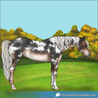 Horse Color:White Spotted Liver Chestnut Mushroom Rabicano 