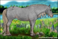 Horse Color:Liver Chestnut Appaloosa