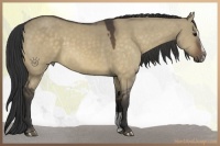 Horse Color:Buckskin Dun Sabino 