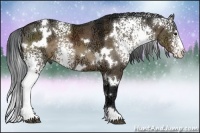 Horse Color:White Spotted Brown Ice Dun
