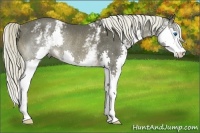 Horse Color:White Spotted Liver Chestnut Splash Rabicano
