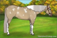 Horse Color:White Spotted Silver Bay Dun Tobiano