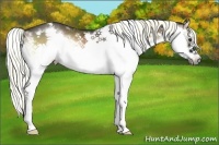 Horse Color:White Spotted Liver Red Onyx Sabino Splash Frame 