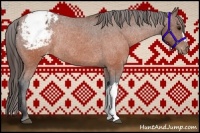 Horse Color:Brown Appaloosa Rabicano 