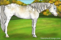 Horse Color:White Spotted Liver Red Dun Onyx Splash Rabicano Brindle