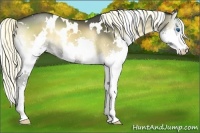 Horse Color:White Spotted Liver Red Onyx Splash 