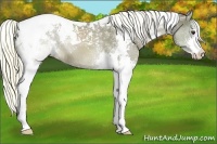 Horse Color:Liver Chestnut Sabino Splash Tobiano 
