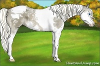Horse Color:Liver Chestnut Ice Sabino Splash Tobiano 