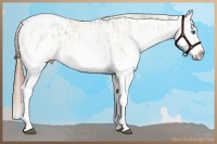 Horse Color:White Spotted Liver Red Dun Splash Appaloosa Rabicano  and White Spotted Brown Splash Appaloosa Rabicano 