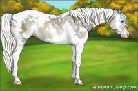 Horse Color:White Spotted Liver Chestnut Splash Tobiano Rabicano