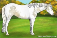 Horse Color:Liver Chestnut Splash Tobiano 