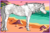 Horse Color:Liver Chestnut Splash Tobiano 