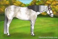 Horse Color:White Spotted Buckskin Roan Dun Rabicano Brindle 