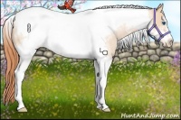 Horse Color:Chocolate Buckskin Pearl Tobiano Frame 