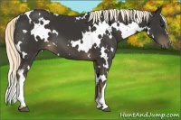 Horse Color:White Spotted Liver Chestnut 