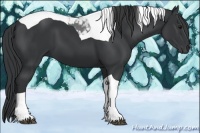 Horse Color:Black Tobiano