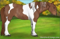 Horse Color:Chestnut Tobiano Rabicano