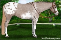 Horse Color:Chestnut Sabino Appaloosa 