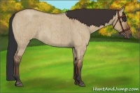 Horse Color:Bay Roan Dun Rabicano Brindle