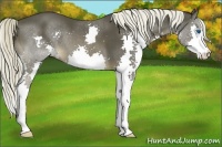Horse Color:Liver Chestnut Splash