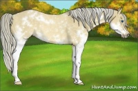 Horse Color:White Spotted Chocolate Palomino Dun Splash Frame Rabicano