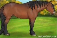 Horse Color:Bay Frame 
