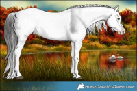 Horse Color:White Spotted Liver Red Dun Appaloosa Rabicano Brindle 