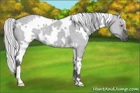 Horse Color:White Spotted Silver Grullo Chinchilla 