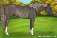 Horse Color:Liver Chestnut Rabicano 