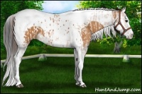 Horse Color:Bay Splash Tobiano Appaloosa  and Bay Splash Tobiano 