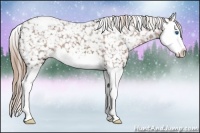 Horse Color:Liver Chestnut Splash Appaloosa 