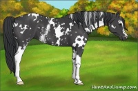 Horse Color:White Spotted Black 