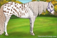 Horse Color:Chestnut Blanket Rabicano 