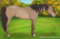 Horse Color:Sable Champagne Roan Frame 