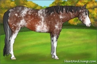 Horse Color:White Spotted Bay