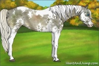 Horse Color:Liver Chestnut Sabino Splash Tobiano 