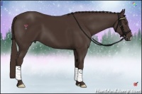 Horse Color:Liver Chestnut 
