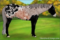 Horse Color:Bay Splash Appaloosa 