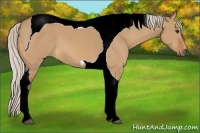 Horse Color:Silver Bay Dun Tobiano