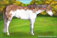 Horse Color:Chocolate Bay Sabino Splash Frame 