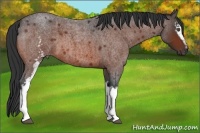 Horse Color:White Spotted Bay Roan