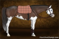 Horse Color:Liver Chestnut Splash 