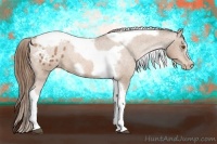 Horse Color:Bay Pearl Tobiano Frame Appaloosa