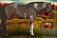Horse Color:White Spotted Liver Chestnut 